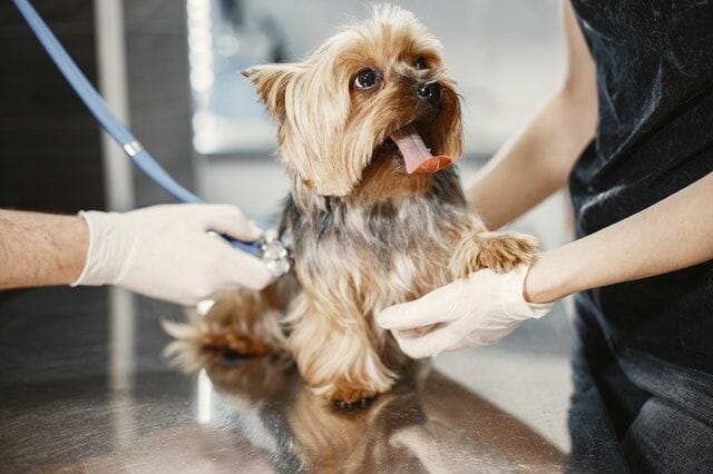 dog is taken to a vet to treat runny nose