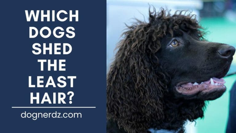 Which Dogs Shed the Least Hair? Top 9 Picks by Us