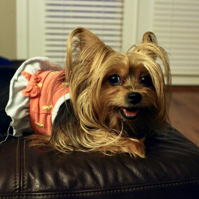 newly-bought adorable yorkshire terrier
