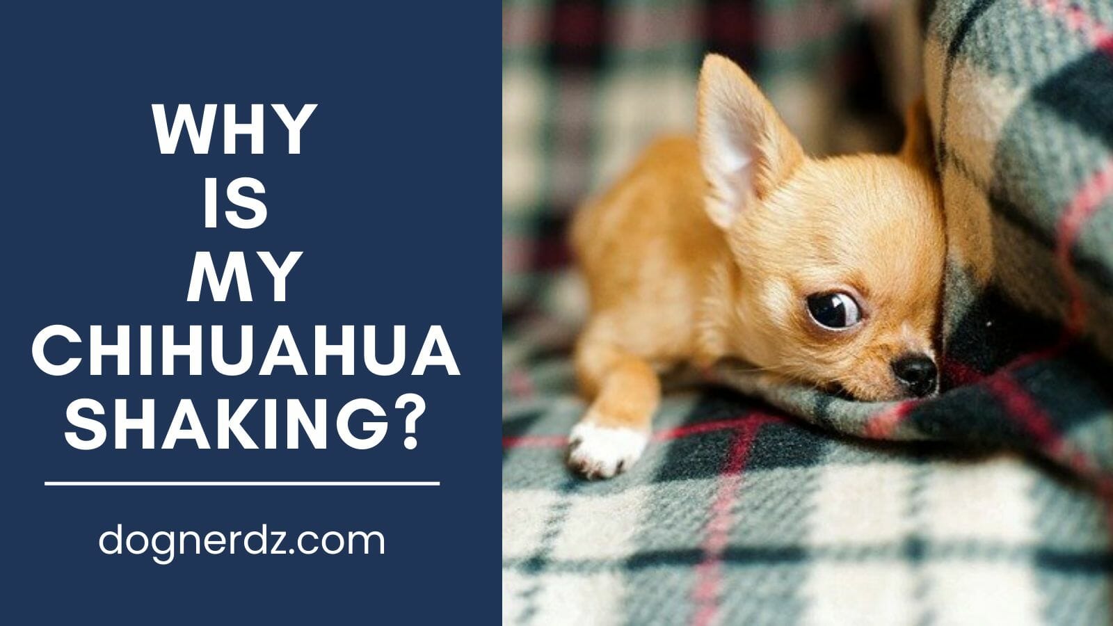 Why Is My Chihuahua Shaking?