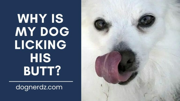 Why Is My Dog Licking His Butt?