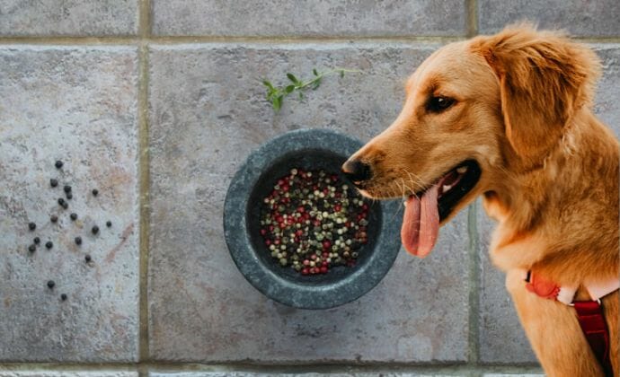 are there any benefits to feeding black pepper to dogs
