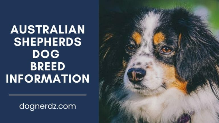 australian shepherds dog breed information