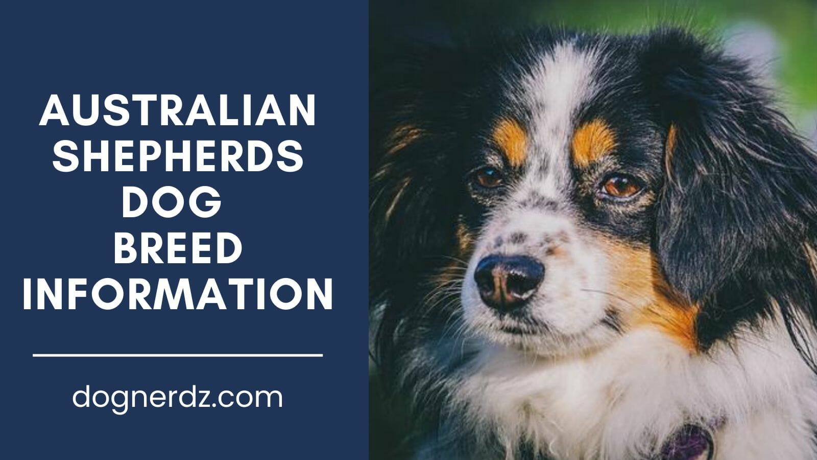 australian shepherds dog breed information