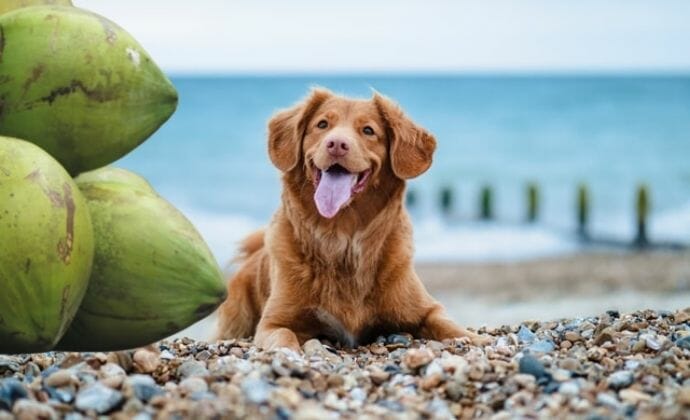 benefits of coconut for dogs