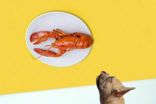 dog looking at a lobster on a plate at a table