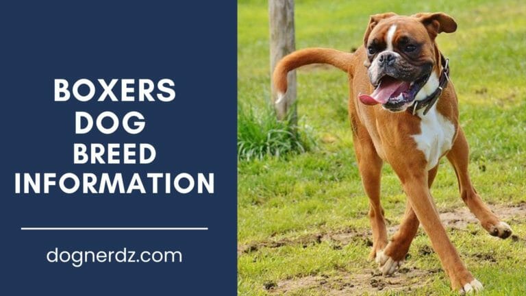 boxers dog breed information