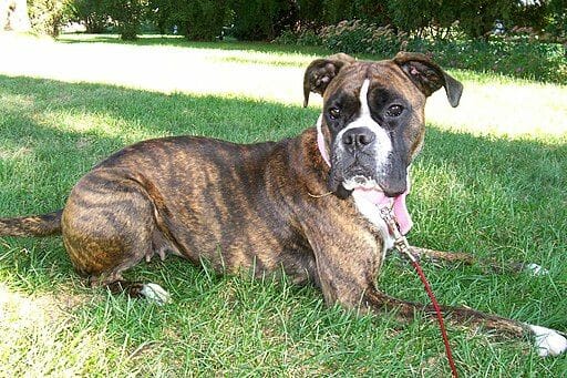 brindle boxer coat colors and markings
