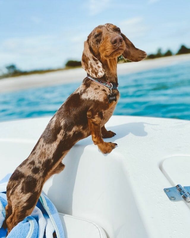 dapple-coated dachshund