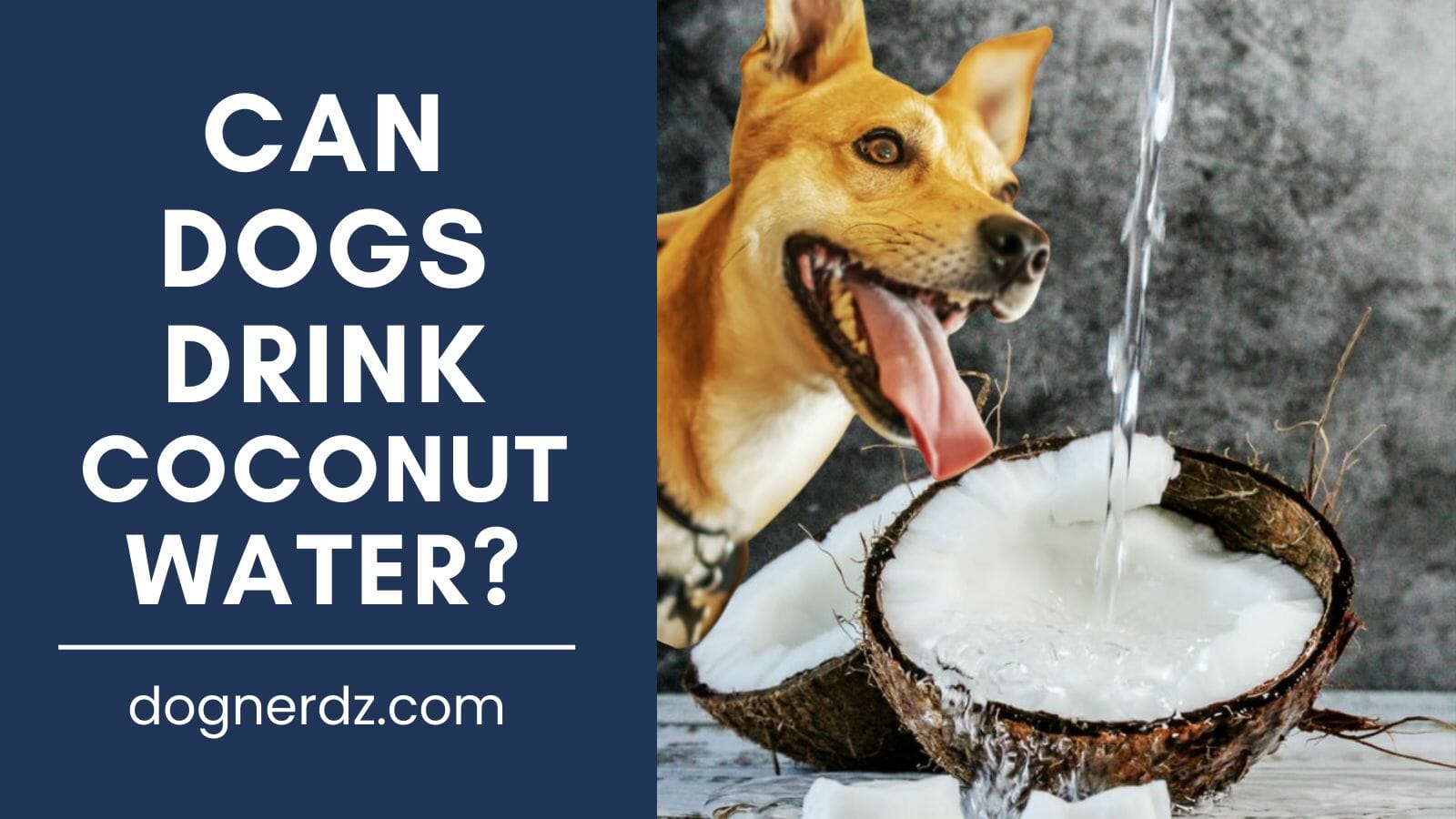 can dogs drink coconut water?