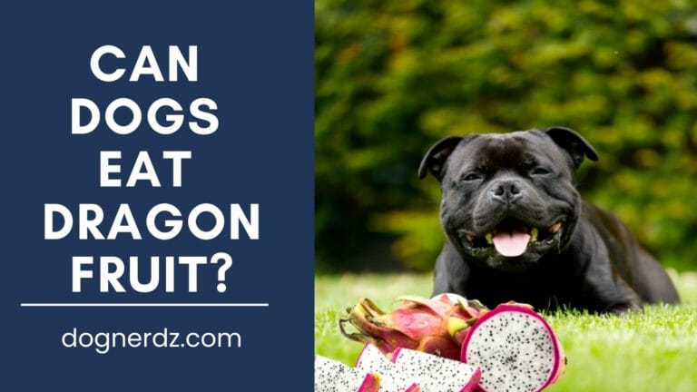 Can Dogs Eat Dragon Fruit? Are Dragon Fruits a Dog-Friendly Exotic Fruit?