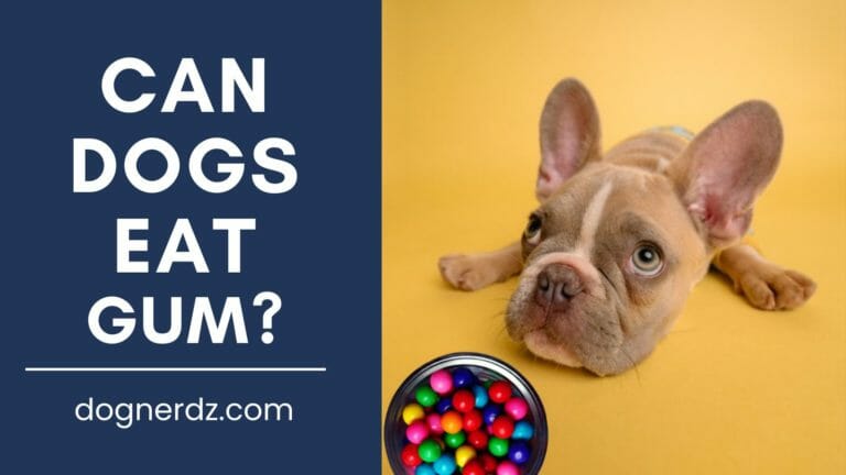 Can Dogs Eat Gum?