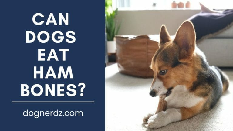 Can Dogs Eat Ham Bones? Better Be Safe Than Sorry
