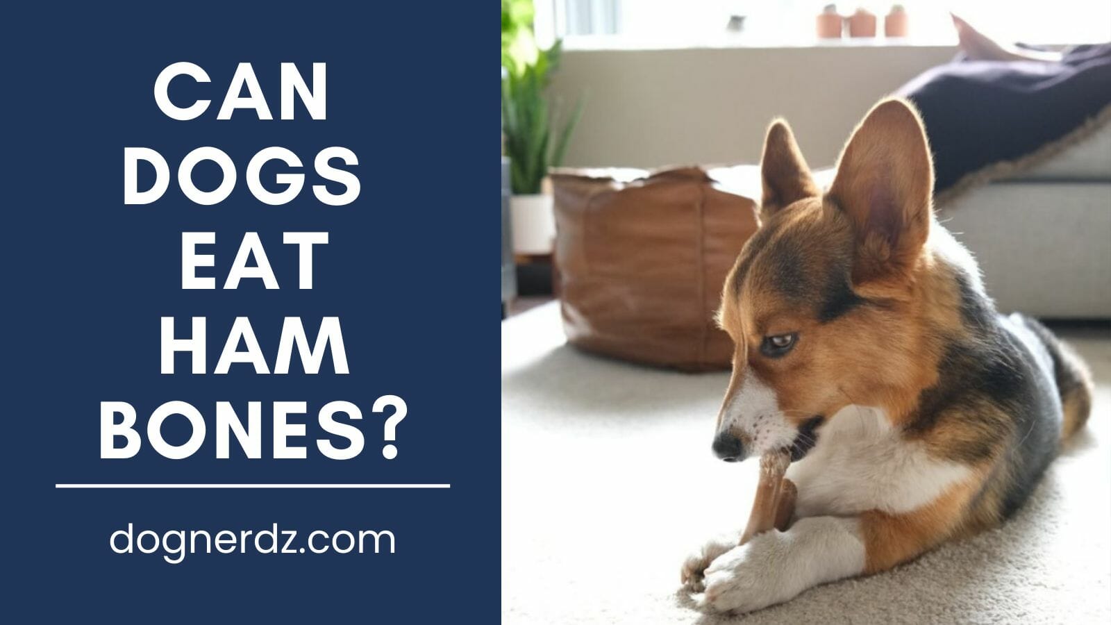 can dogs eat ham bones?