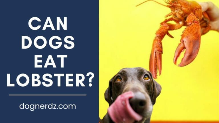 can dogs eat lobster?