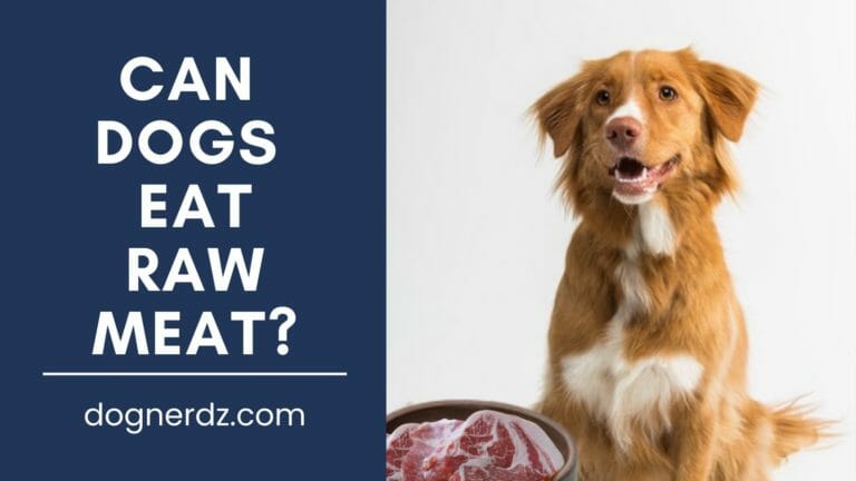 Can Dogs Eat Raw Meat? (The Truth About Raw Dog Food Diet)