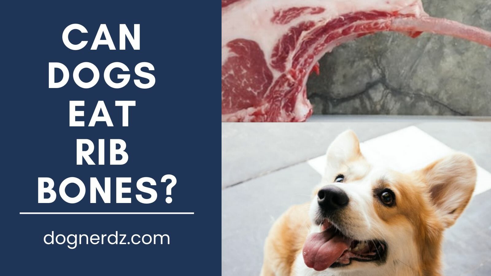 can dogs eat rib bones?
