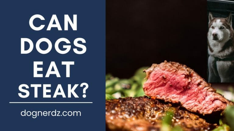 can dogs eat steak?