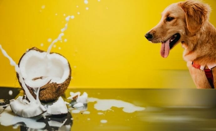 can dogs drink coconut water everyday