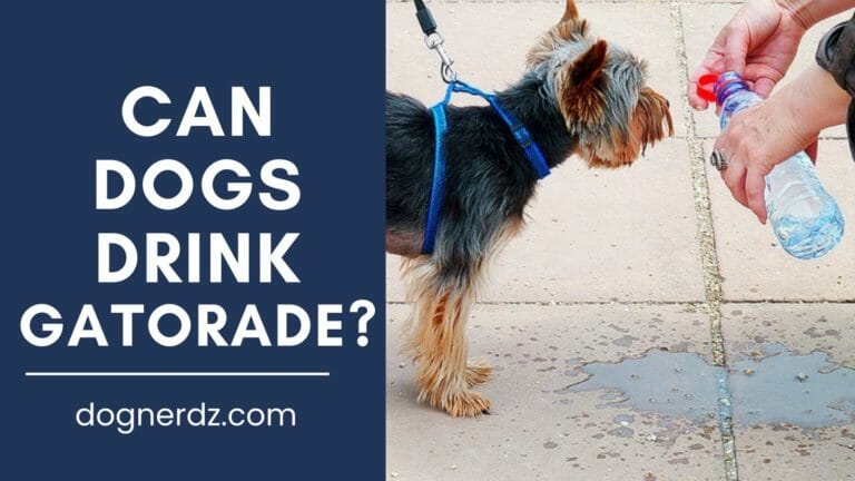 can dogs drink gatorade?