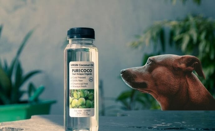 dog can eat coconut oil