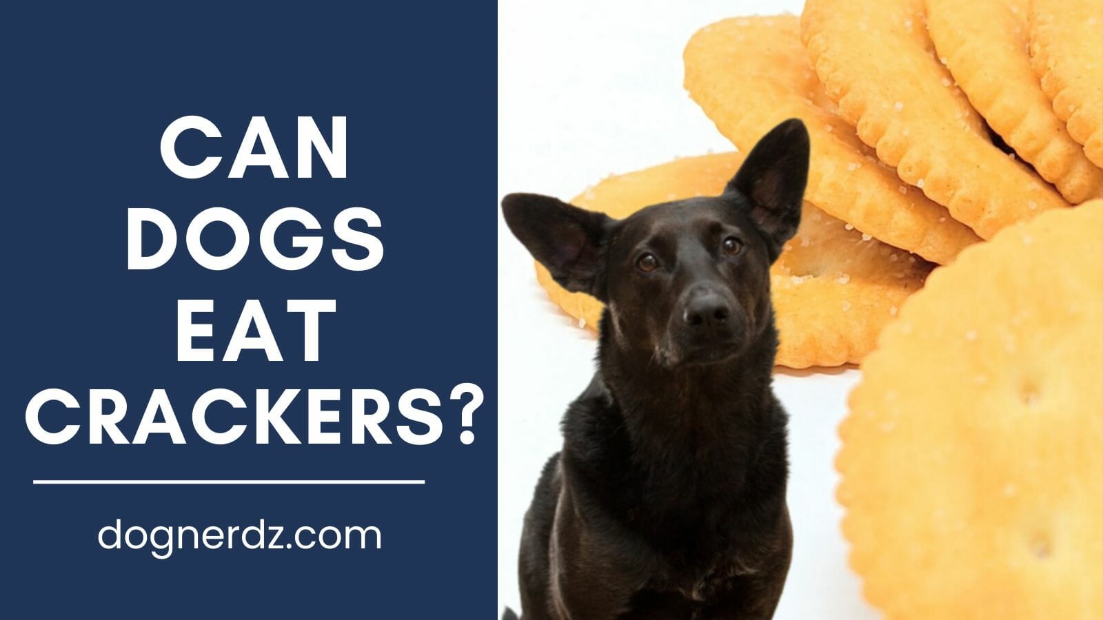 can dogs eat crackers?