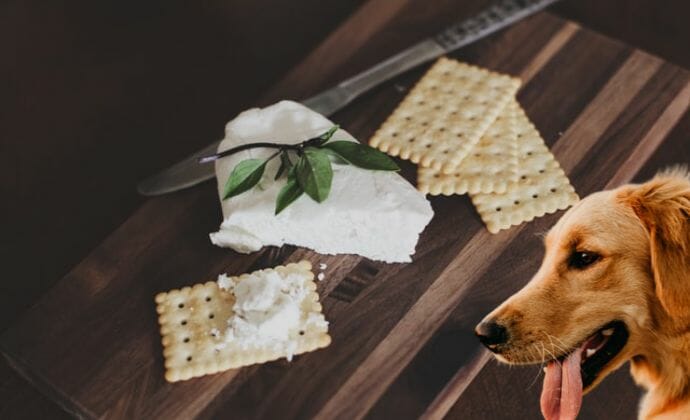 dog wants to eat cream crackers