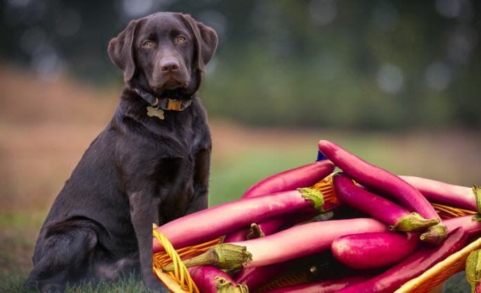 can dogs eat eggplant safely