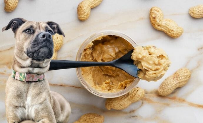 dog's peanut butter crackers