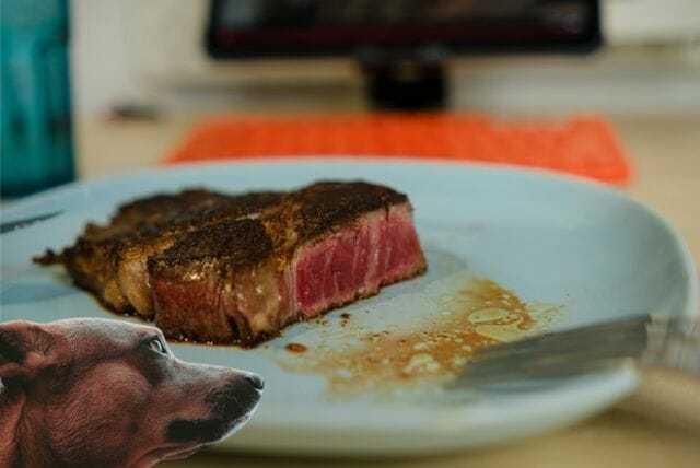 rare steak can not be eaten by dogs