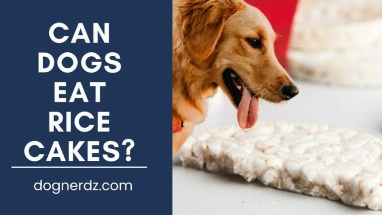 Can Dogs Eat Rice Cakes?