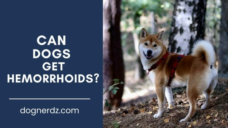 Can Dogs Get Hemorrhoids? The Experts’ Opinion