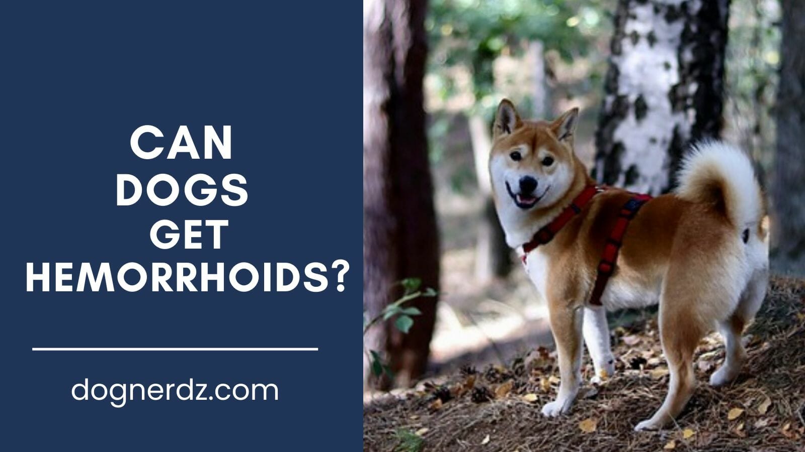 can dogs get hemorrhoids?