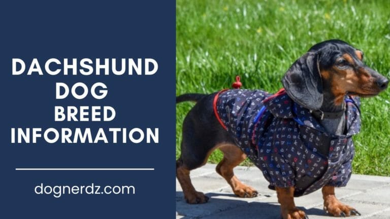 Dachshunds: Don’t Let Their Small Size Fool You
