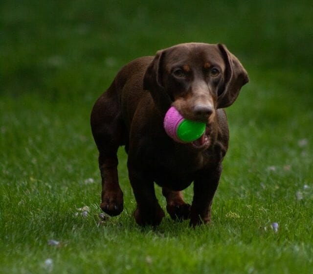 playful dachshund