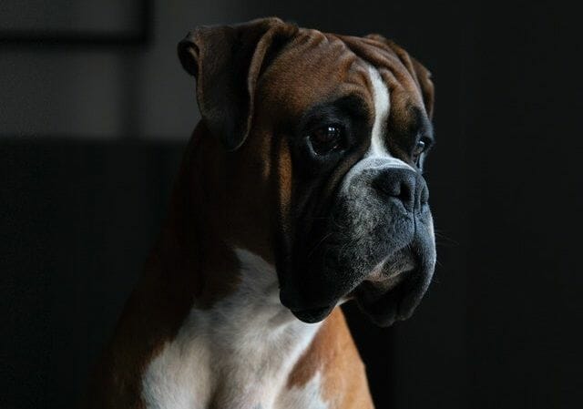 english boxer dog