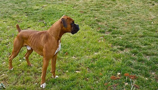 fawn boxer coat colors and markings