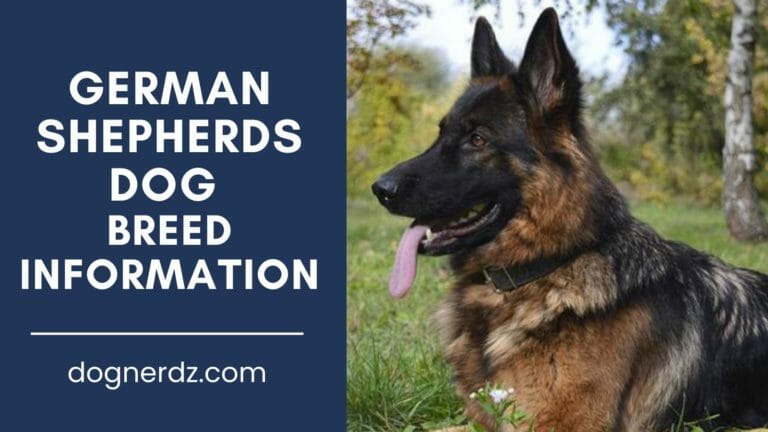 German Shepherds: What Makes Them Popular Among Dog Owners?