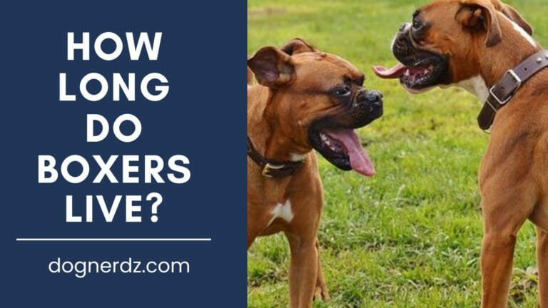 How Long Do Boxers Live?