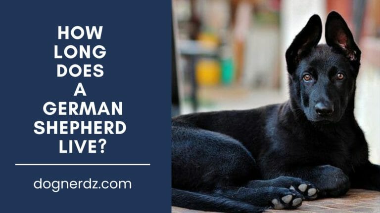 How Long Does a German Shepherd Live – Everything You Need to Know