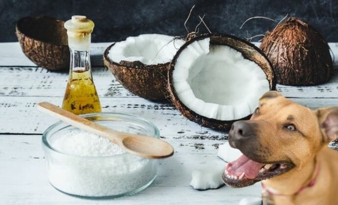 how to safely feed your dog coconut