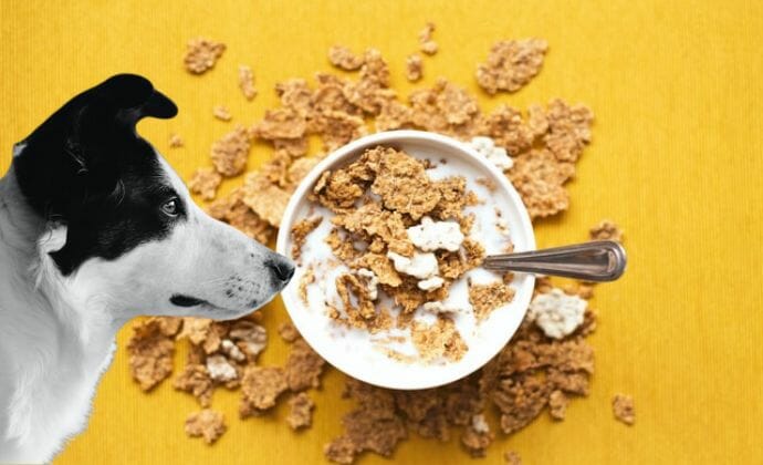 many say dogs can't eat granola