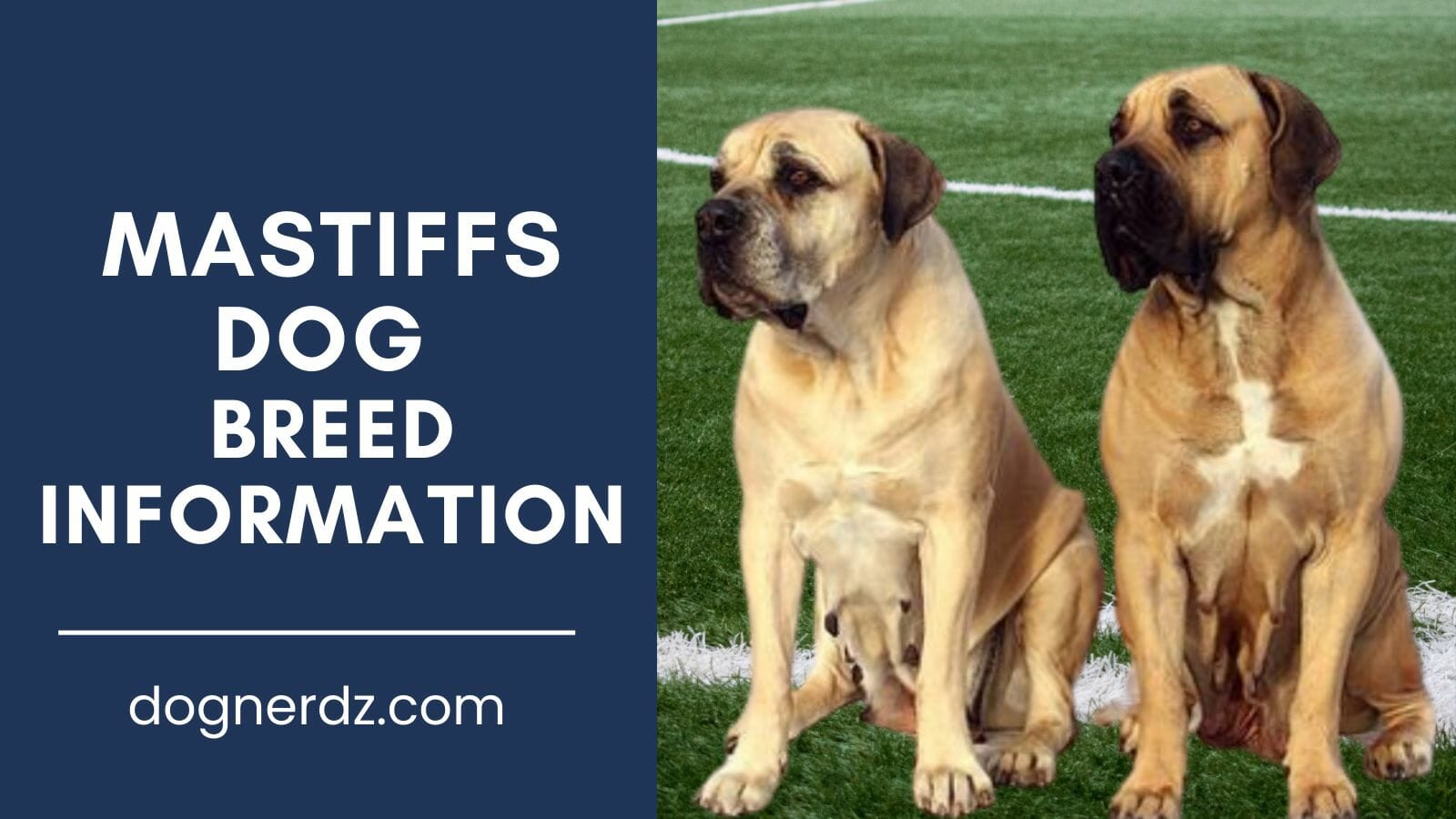 mastiffs dog breed information