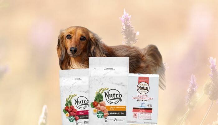 nutro dog food reviews