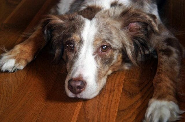 red merle tricolored aussie