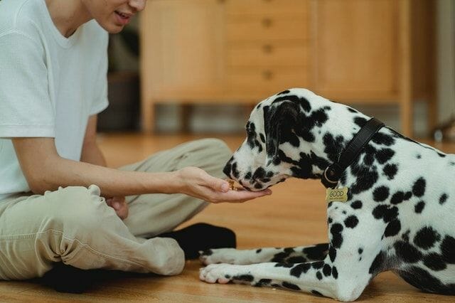 man feeding dog with ruff greens supplements