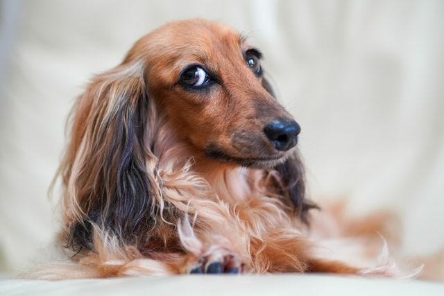 sable-coated dachshund