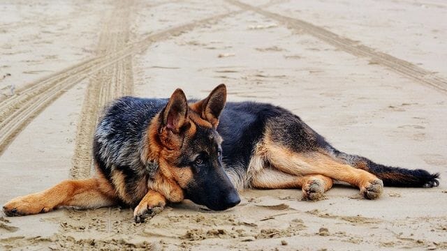 loss of appetite is one of the signs that german shepherd's life is ending