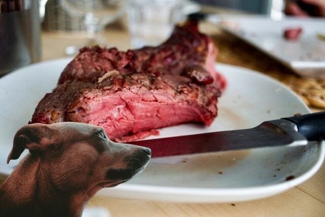 cooked steak for a dog