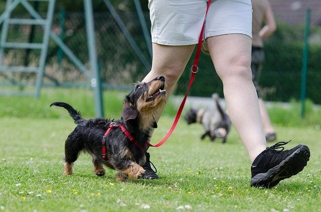 happy dachshund strolling in the park with owner